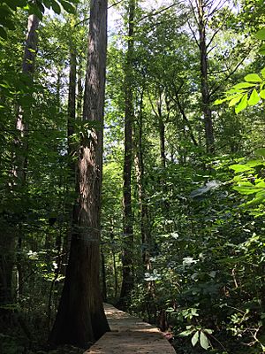 2016-07-20 14 35 10 View along the boardwalk trail at the Battle Creek Cypress Swamp in Calvert County, Maryland