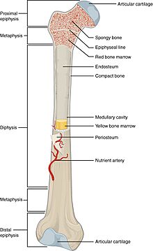 603 Anatomy of Long Bone