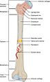 603 Anatomy of Long Bone