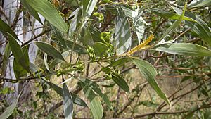 Acacia holosericiea flowers, foliage and pods.jpg