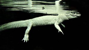 Albino Alligator in Water
