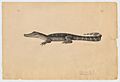 Alligator (Cayman Islands?, 1854)