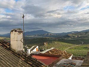 Alozaina fields
