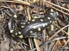 A black salamander with yellow spots