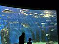 Aquarium-melbourne