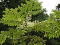 Aralia elata en fleur4081