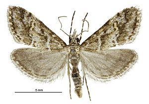 Argyria s.l. strophaea male.jpg