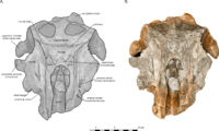 Arktocara skull in dorsal view