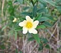 Arrowleaf