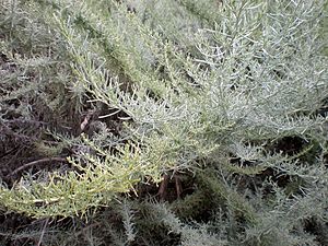 Artemisia californica 2c