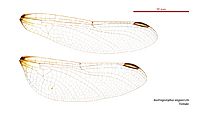 Austrogomphus angelorum female wings (34671808580)