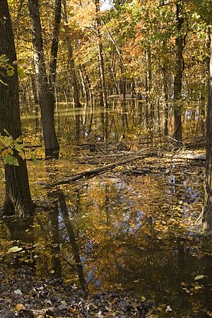 Autumn trees standing in water - Swan Lake National Wildlife Refuge