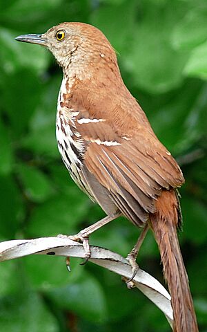 Brown Thrasher-27527-2