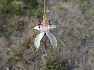 Caladenia longicauda crassa.jpg