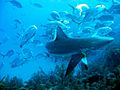 Carcharhinus perezi - jackfish attack