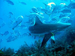 Carcharhinus perezi - jackfish attack