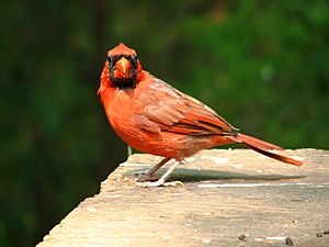 Cardinal male 2