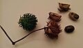 Castor oil plant seeds