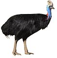 Casuario australiano white background