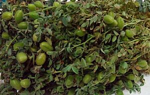 Chickpeas Plant