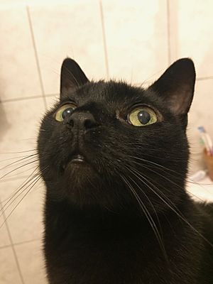 Close up of a black domestic cat.jpg