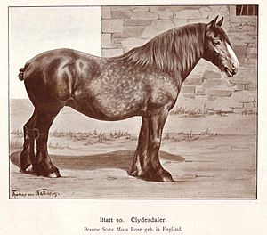 Clydesdale, draw