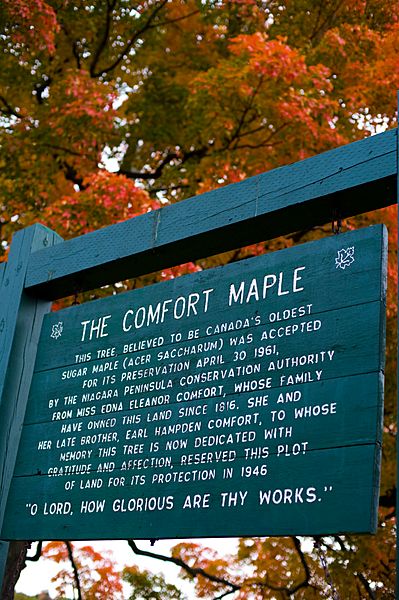 Comfort Maple 02