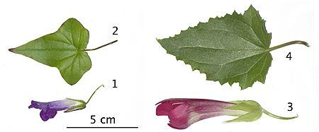 Comparison of Lophospermum with Maurandya