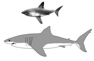 Comparison of great white shark and salmon shark