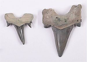 Cretolamna Fossil