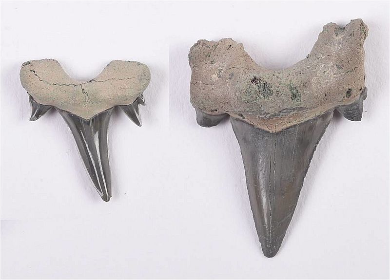 Cretolamna Fossil