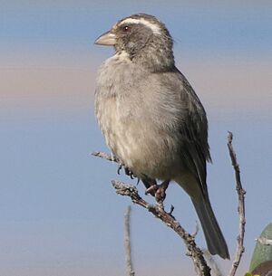 Crithagra gularis Witsand 01, crop.jpg