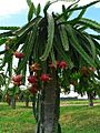 Dragonfruit tree