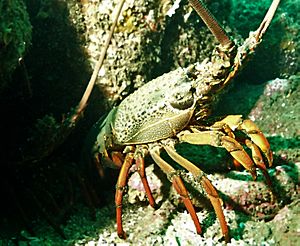 Eastern rock lobster