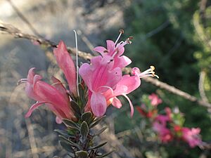 Eremophila calorhabdos 07
