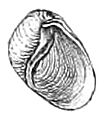 Erinna newcombi shell