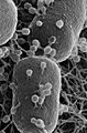 Escherichia coli with phages