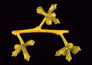 Eucalyptus globulus maidenii buds