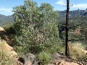 Eucalyptus nandewarica.jpg
