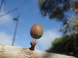 Eucalyptus suberea fruit