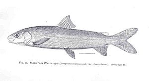 FMIB 34153 Mountain Whitefish (Coregonus williamsoni, var cismontanus)