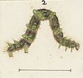 Fig 2 MA I437601 TePapa Plate-II-The-butterflies full (cropped)