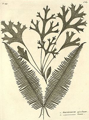 Flora Indica (Burman 1768) p 233