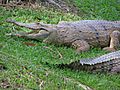 Freshwater Crocodiles Australia Zoo March 2006