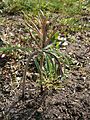 Fritillaria nigra (buds)