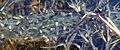 Frogspawn (eggs) of Pelobates syriacus, Rehovot Vernal pool, Israel 03