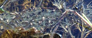 Frogspawn (eggs) of Pelobates syriacus, Rehovot Vernal pool, Israel 03
