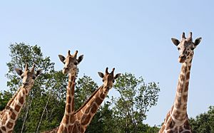 Giraffes at naples zoo.jpg
