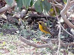Golden Bush Robin-Male I IMG 3437