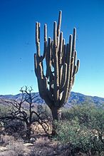 Grand-daddy, the largest saguaro